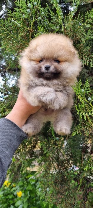 Померан померанче