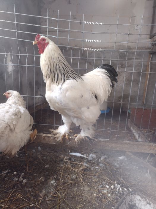 Пилета и яйца от много видове кокошки.Видин