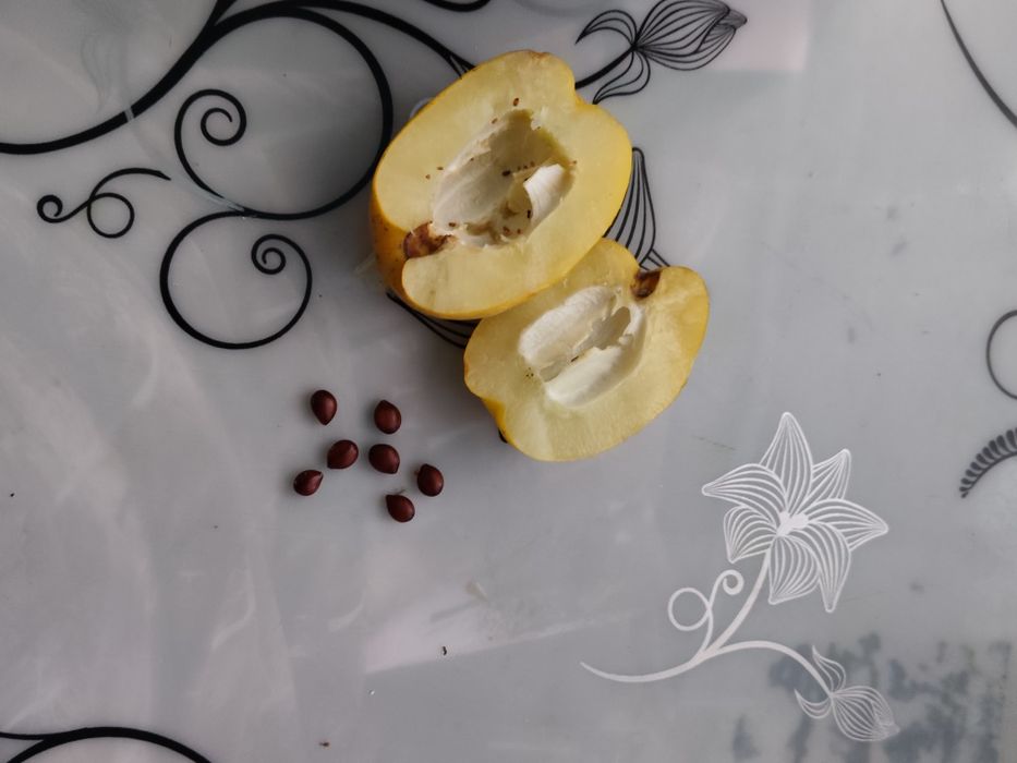 Продам плоды японской айвы из домашнего сада