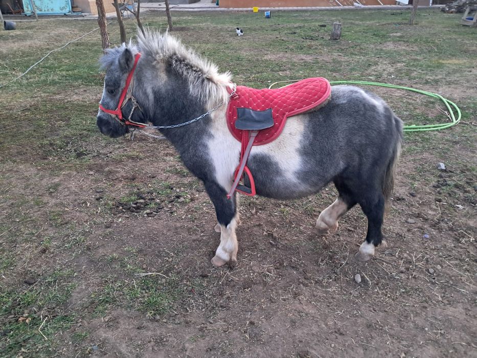 Пони 2 жасар, еркек