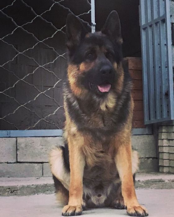 Вязка Кобель Немецкой овчарки