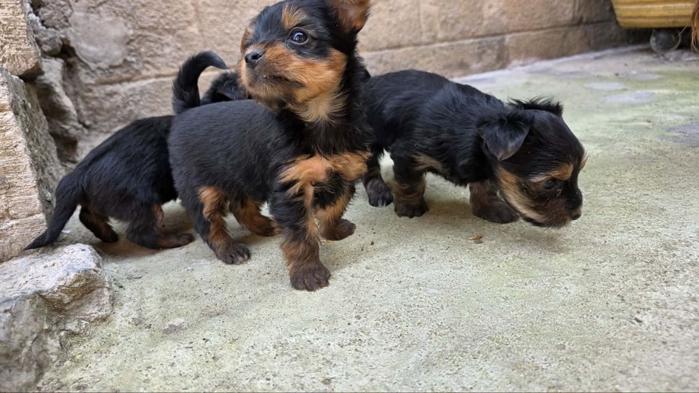 Мини йорки 350 евро