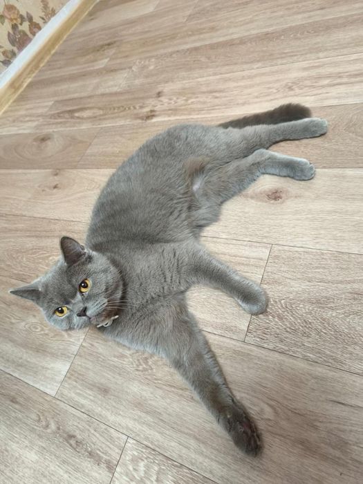 Отдам в хорошие руки