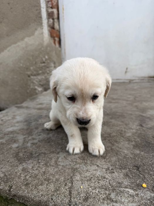 Продавам женско кученце лабрадорче 200лв