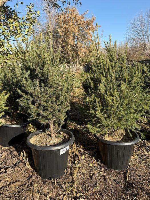 Ель голубая , ель сибирская