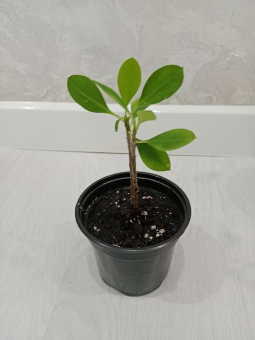 Комнатные растения разные