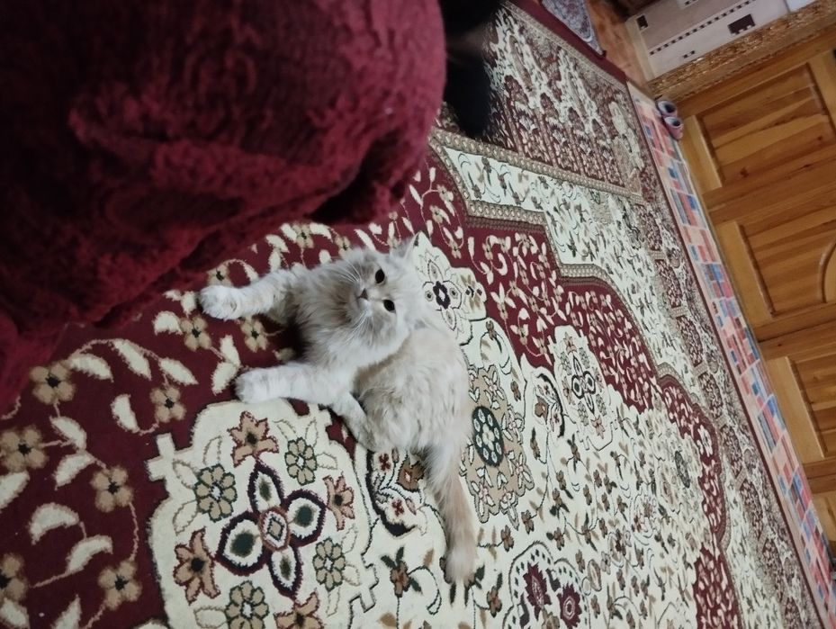 Кошка продаётся мальчишка