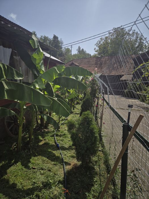 Vând  Bananieri diferite înălțimi.