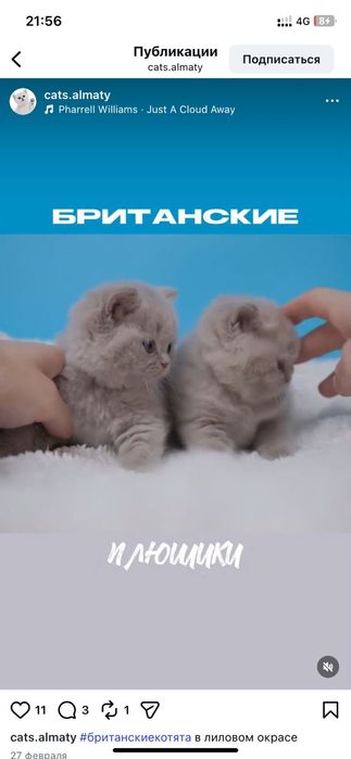 Плюшевые британские котята классического окраса