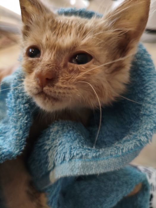 Отдам в добрые руки котёнка.