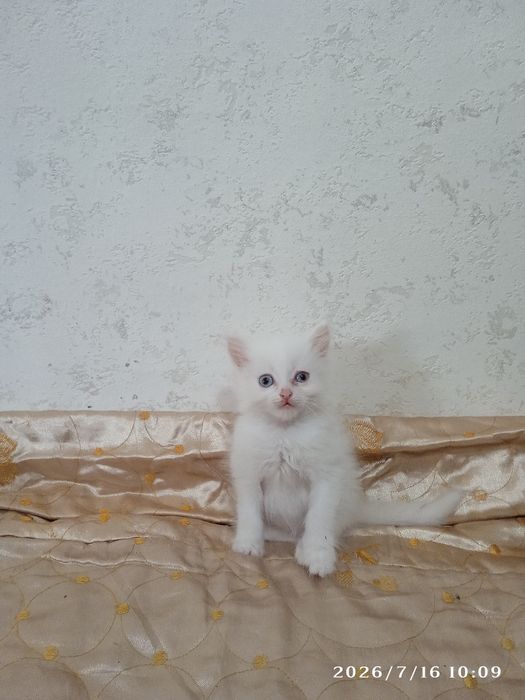 Отдаем красавчиков-котят, в добрые руки