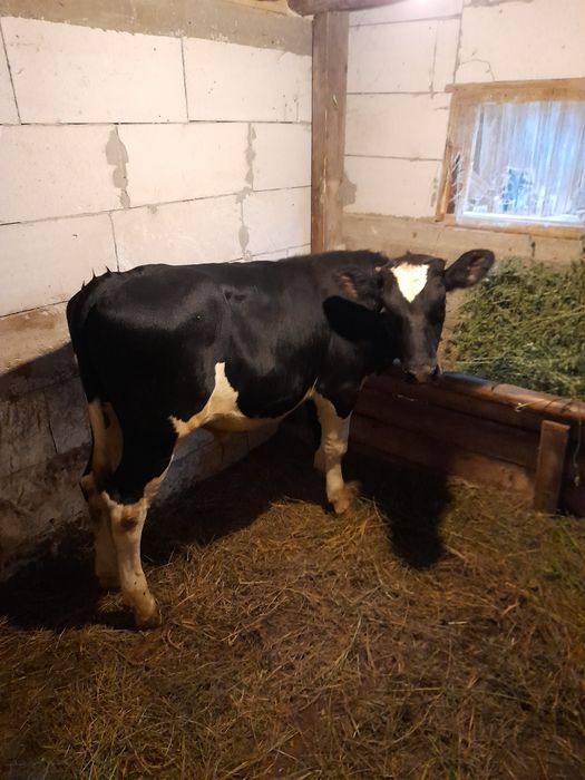 Vind doi taurasi 180 200 kg unul belgian si unul baltat pe negru