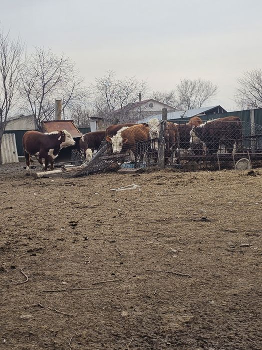 Бука подсос 1 жастар ак бас