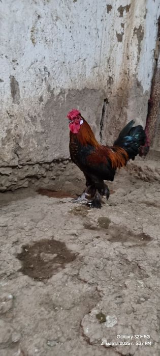 Xitayiski xoʻrozla sotladi