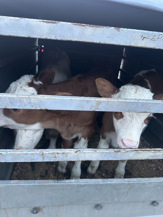 3 taurasi baltati de 1-2 saptamani