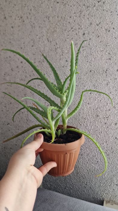 Продам комнатные цветы