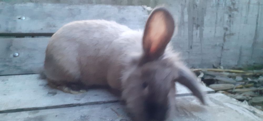 Iepuroaica giastanta