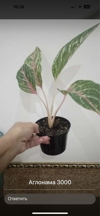 Домашние цветы / По хорошей цене