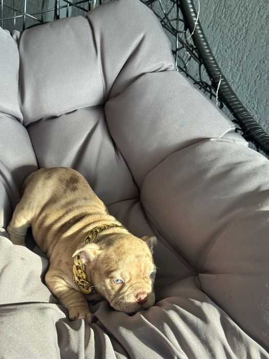 American Bully Pocket ABKC