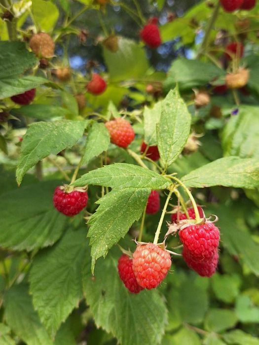 Саженцы Малины Полька