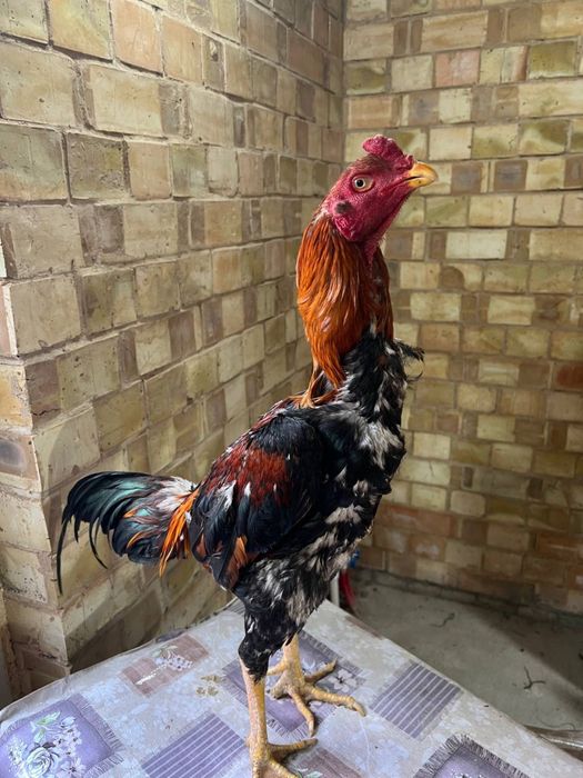 Dakan xoroz sotiladi