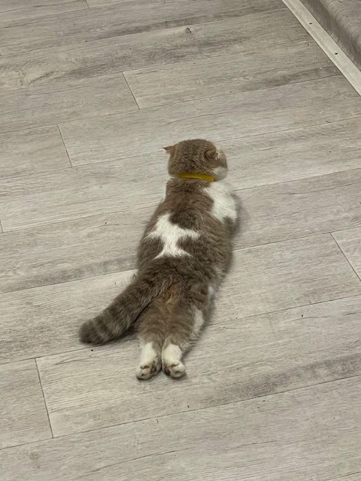 Отдаем вислоухую шотландку