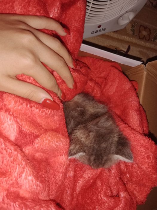 Котенок ( мальчик)