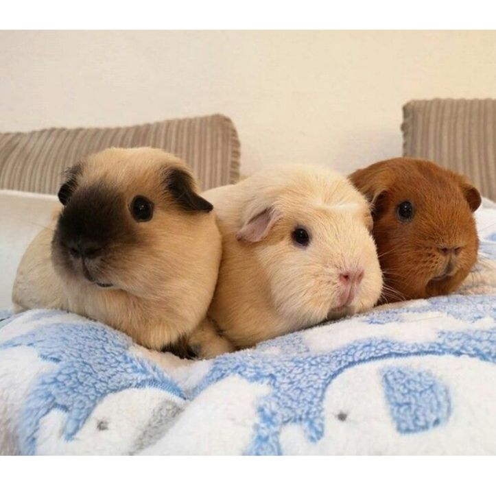 Морские свинки малыши