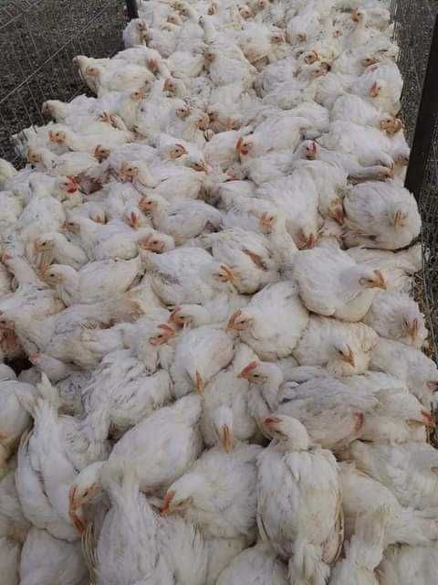 Ferma de pui vacareni