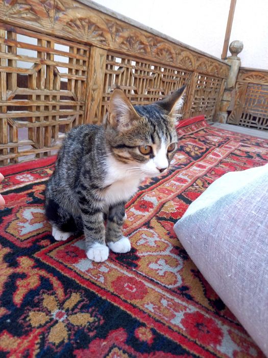Котенок продается