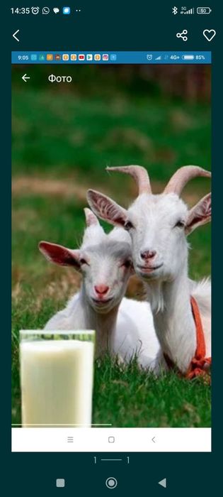 Козье молоко  продаеться