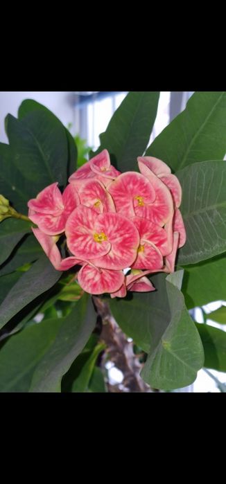 Молочай миля коллекционные сорта.Абайа