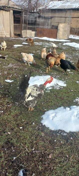 Отличные петухи молодые и шустрые