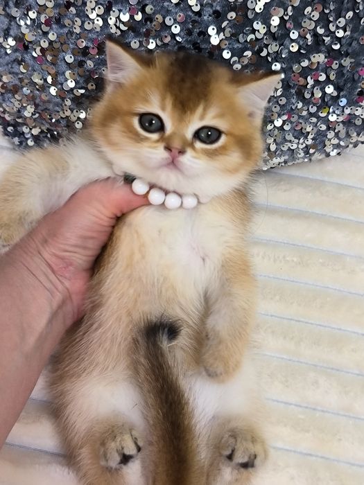 Котята чистокровные