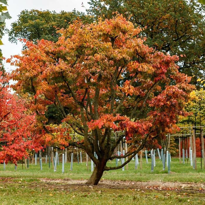 Arborele de Fier Persan