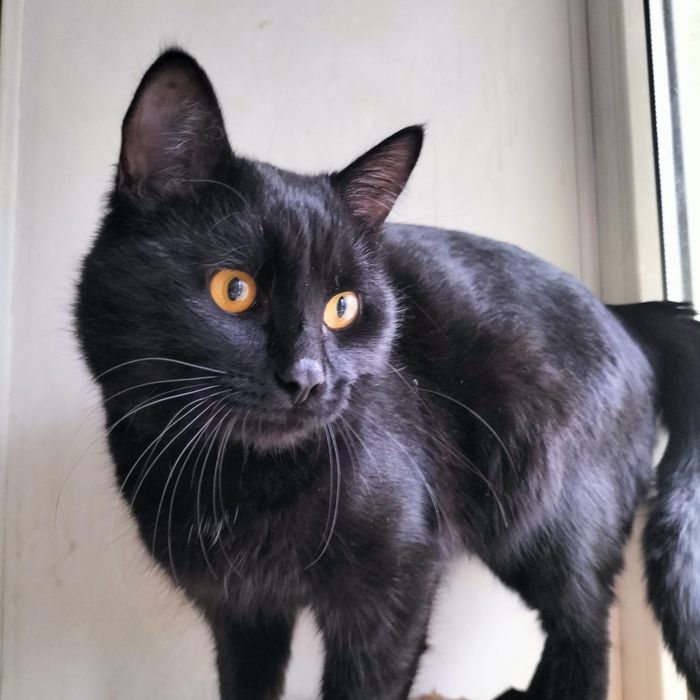 Молодой котик кастрат