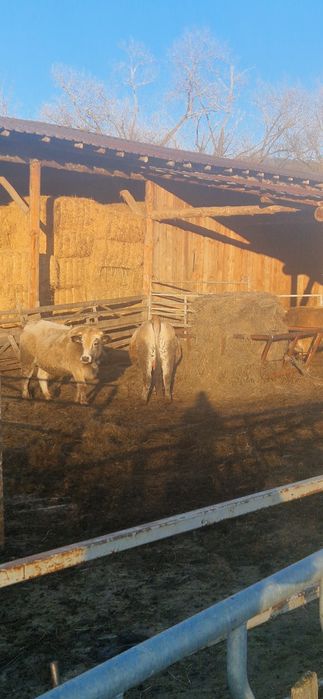 Juninci Gestante rasă Aubrac