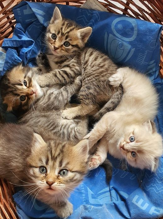 Котята шотландской вислоухой