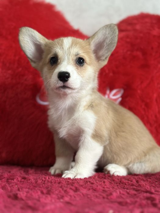 Супер малыши вельш корги