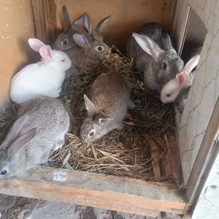 Киёнлар сотилади боласти