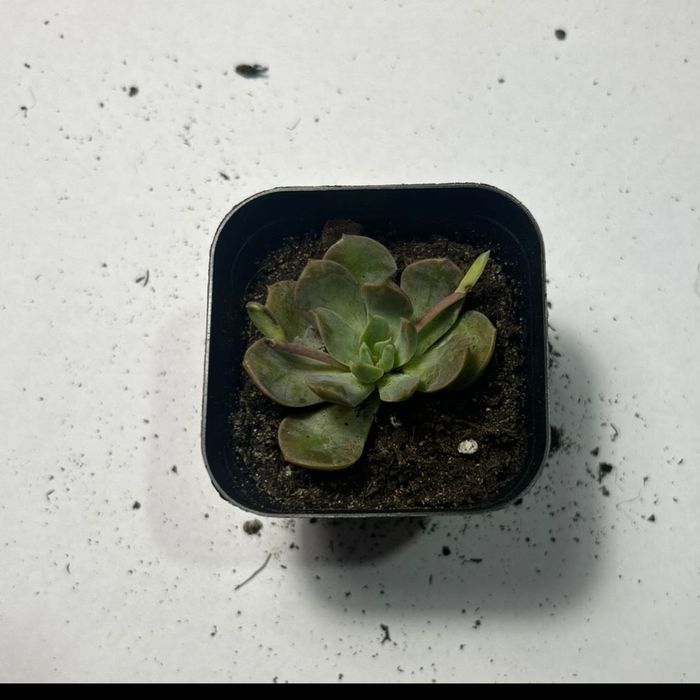 сукуленты, от 700 тенге