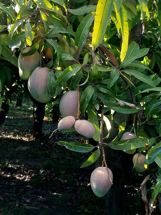 Delicioase fructe de mango sicilia