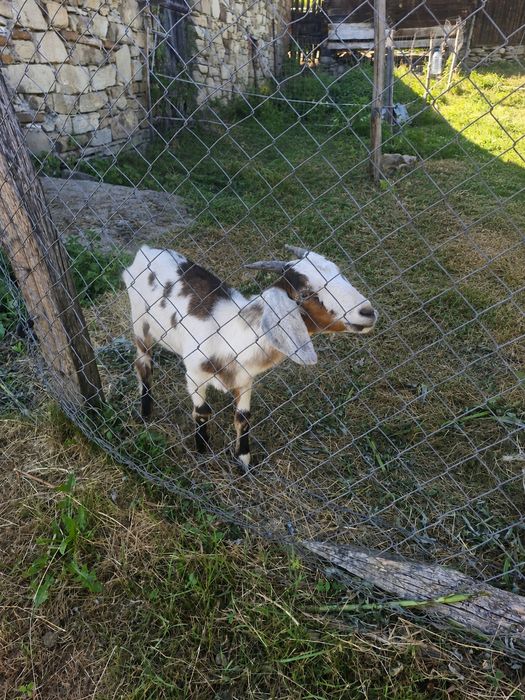 Capra alpin francez cu Anglo-Nubiană