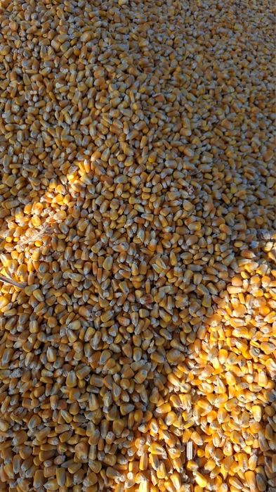 Кукуруза борда.