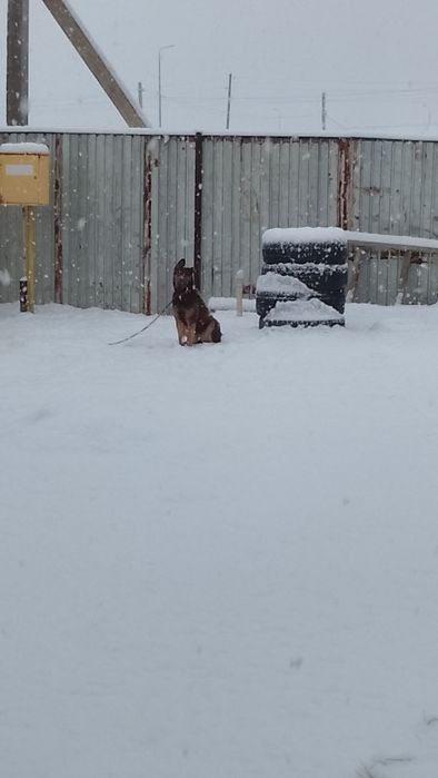 Пропала собака девочка лайкат