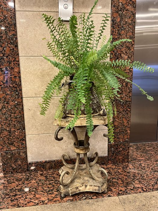 Комнатные растения, для офиса в премиальных горшках