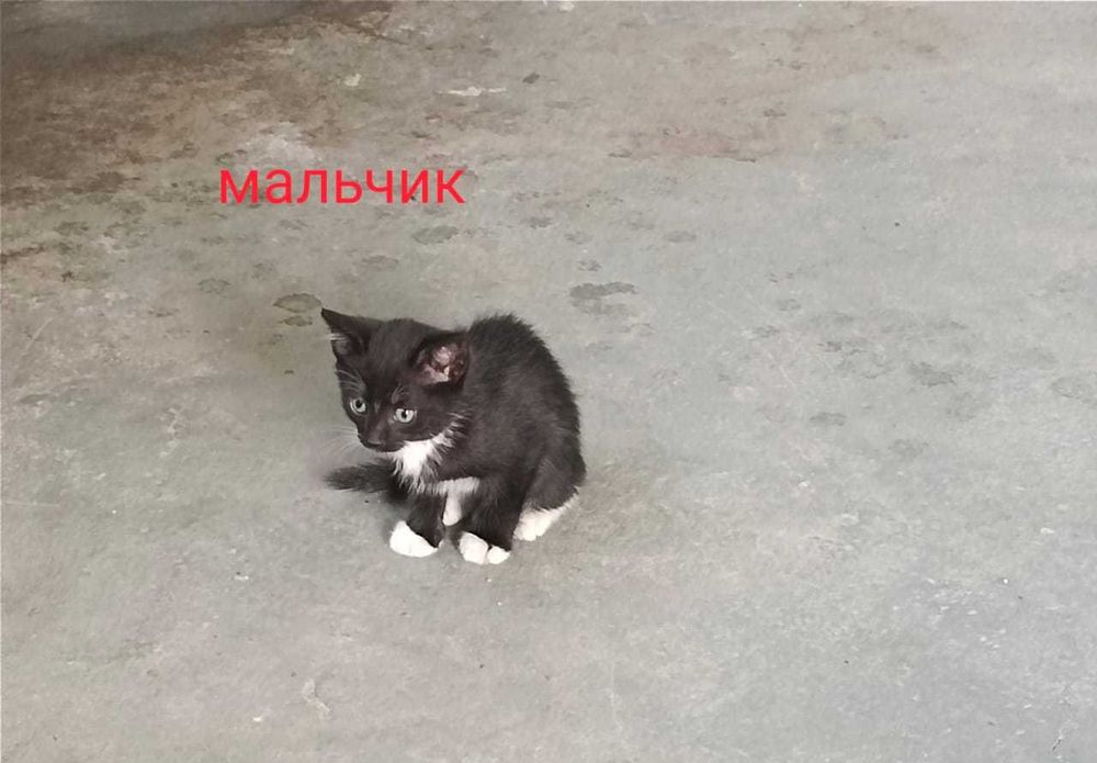 Отдадим котят бесплатно