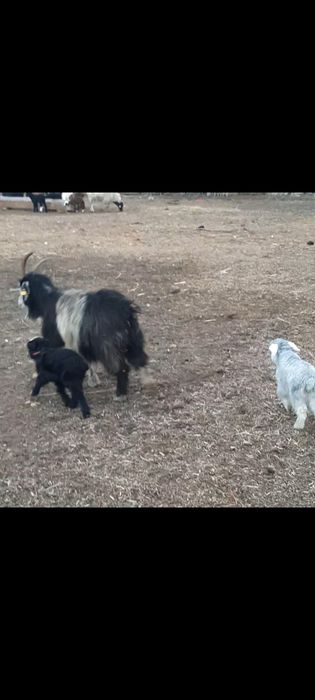 Лақты ешкі сатылады, егіз лағымен.