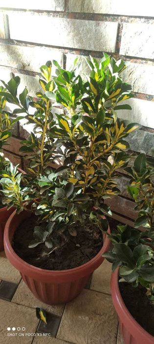 Оптом цены! бересклет выращенные с любовью дедушкой садовником