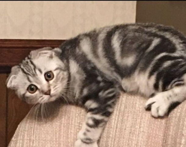 Продам шотландского котенка